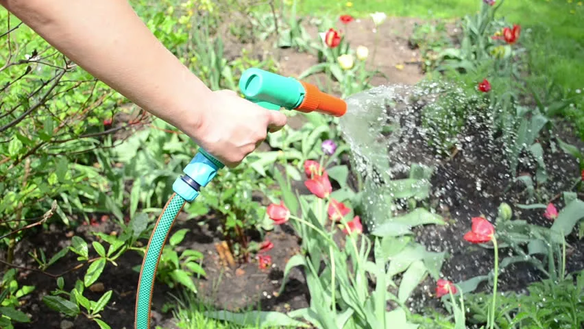 Ahorrar agua en el jardín: 12 consejos - Fundación Aquae