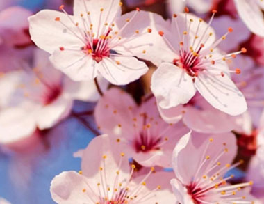 cerezos en flor en Japón y en el valle del jerte hanami