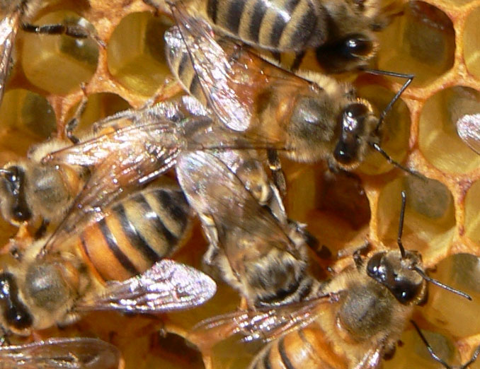 El futuro de la polinización podría estar en las abejas robóticas, un proyecto de una naturaleza artificializada sin precedentes