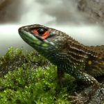 La biodiversidad es una fuente natural de conocimiento, un gran tesoro que vive bajo la amenaza de la acción del ser humano en el planeta