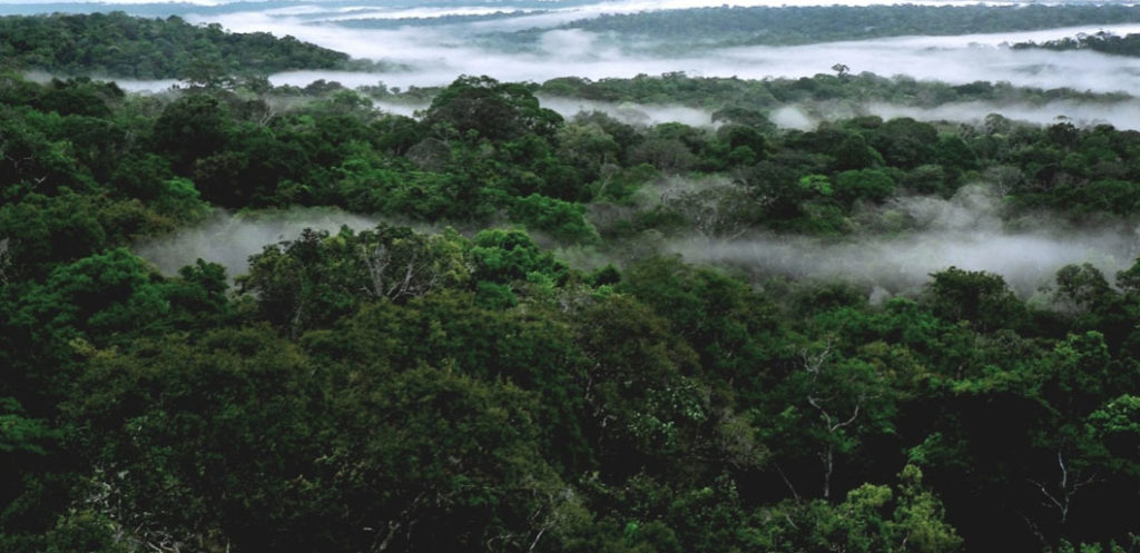 el estado de la selva tropical y la crisis del agua en Sao Paolo