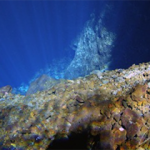 Los Jameos del Agua desembocan en el mar a través del Túnel de la Atlántida. Un lugar en el que habitan multitud de especies