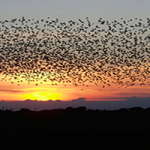 En este artículo, Mónica Fernández-Aceytuno nos anima a observar el vuelo de aves como los ánsares y las grullas de las ciudades españolas