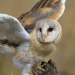 La lechuza común es una de las aves nocturnas por excelencia