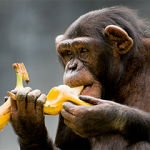 experimento con monos y bananas