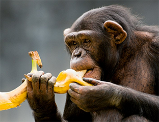 El experimento de los monos y las bananas - Fundación Aquae