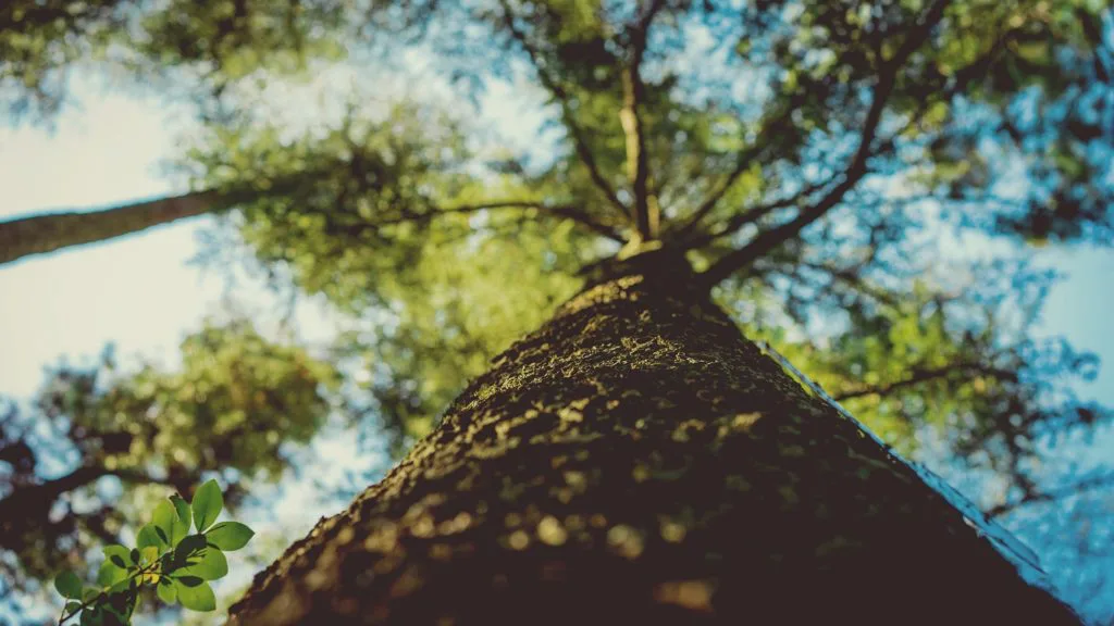 Details 48 cuáles son los árboles que absorben más dioxido de carbono