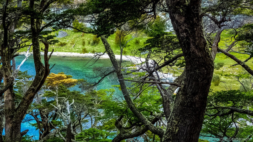 El mayor bosque templado del mundo, en Sudamérica