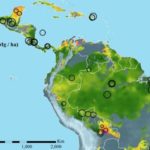 Un estudio ha demostrado que las selvas tropicales recientes pueden absorber carbono 11 veces más que los bosques ya establecidos.