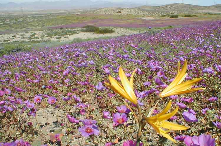 El desierto de Atacama y su brutal aridez