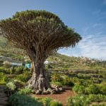 Diez árboles singulares de España