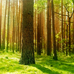 El Día del Árbol y de la Reforestación nos brinda un momento para la reflexión sobre cómo afecta el cambio climático a los bosques