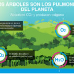 los árboles son los pulmones del mundo - absorción de CO₂