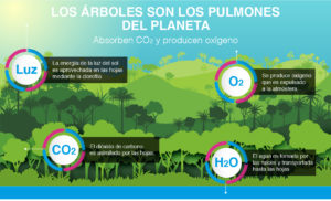los árboles son los pulmones del mundo - absorción de CO₂