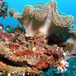 La luz es uno de los factores ambientales que puede hacer que los arrecifes de coral cambien de color