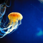 Las medusas conquistan los mares