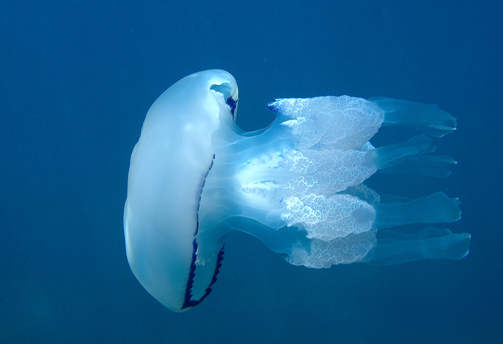 Las medusas conquistan los mares