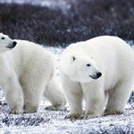 el oso polar y cambio climático