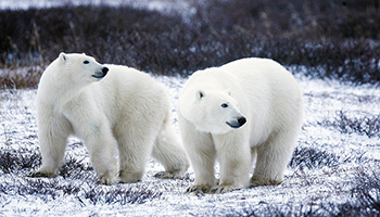 el oso polar y cambio climático