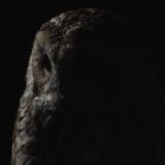 El búho cárabo es un ave rapaz nocturnal que aprovecha la oscuridad de la noche para sorprender a sus presas