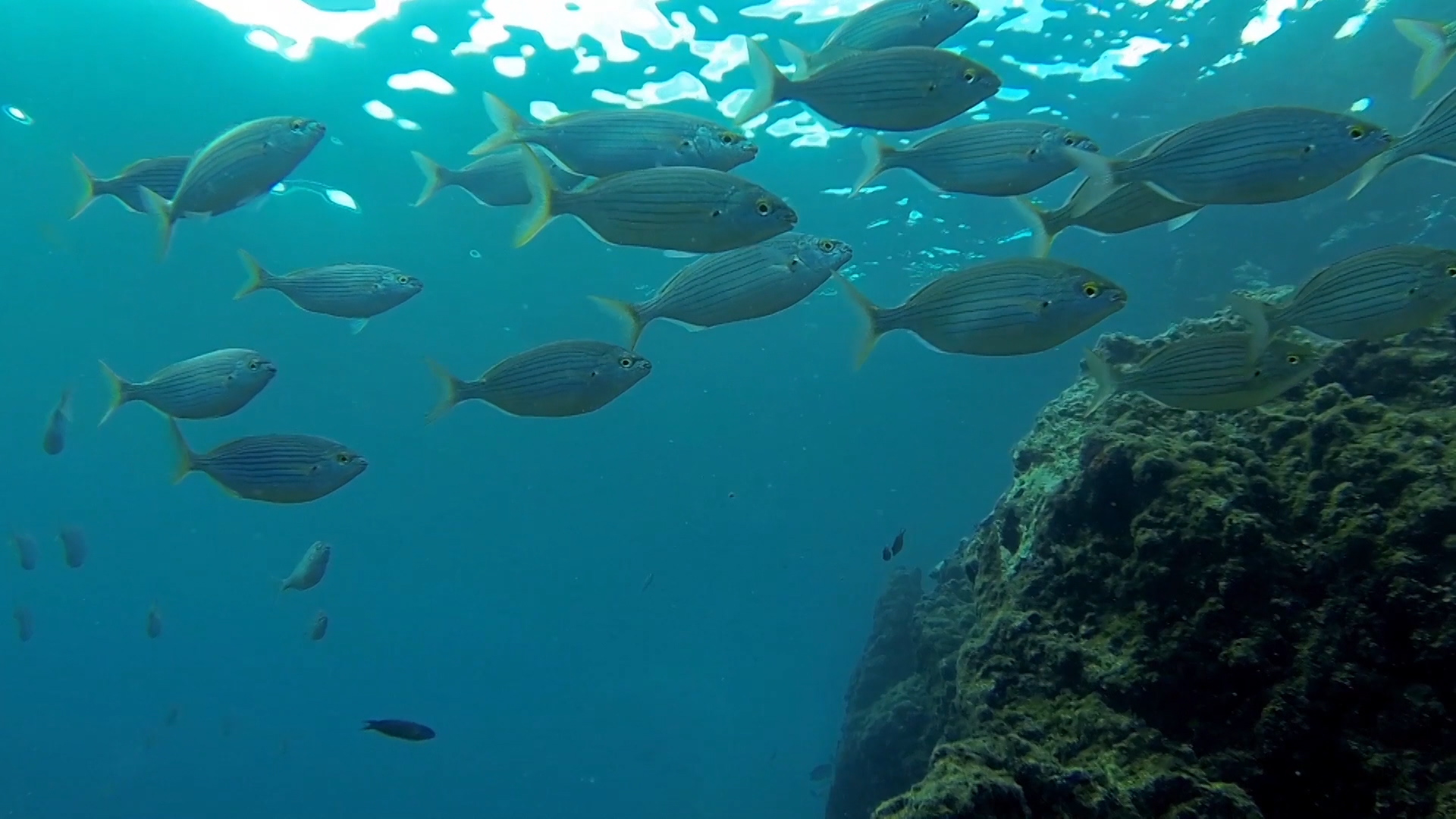 Las salpas son grandes protectoras de los fondos marinos.