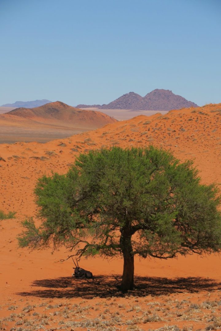 "Acacia" es un término que engloba a más de 1.400 especies de arbustos y de árboles de la familia Fabaceae que destacan por su resistencia.