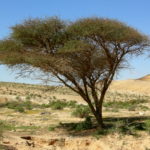"Acacia" es un término que engloba a más de 1.400 especies de arbustos y de árboles de la familia Fabaceae que destacan por su resistencia.