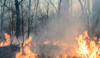 como prevenir incendios forestales