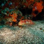 El pejepeine es un colorido pez que vive en los fondos arenosos