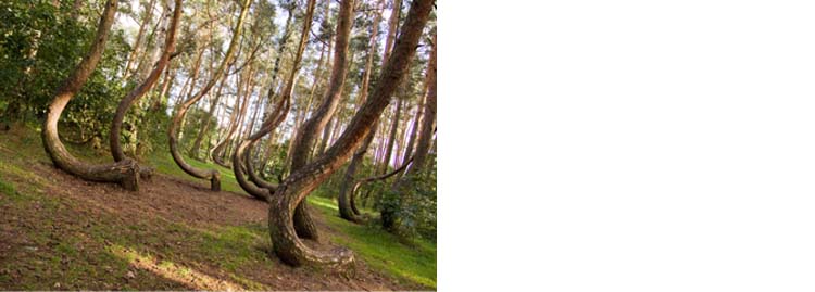 bosques sorprendentes y exóticos