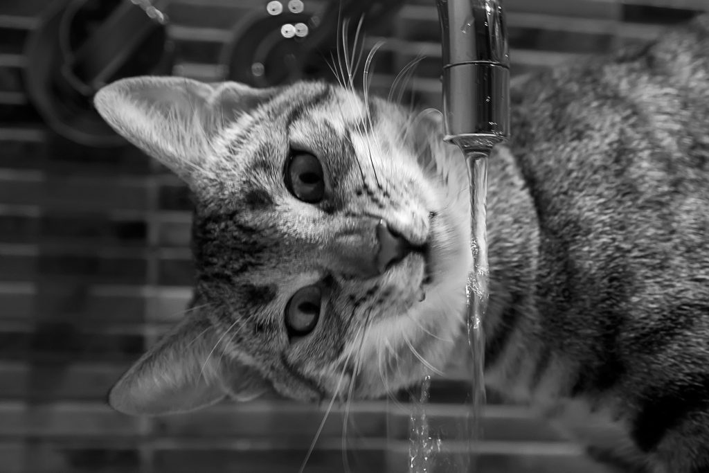 Gato común, agua corriente 