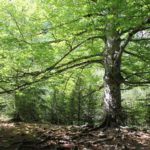 La riqueza arbórea de España tiene más de 7.500 millones de árboles, casi 160.000 por cada habitante según el Inventario Forestal Nacional.