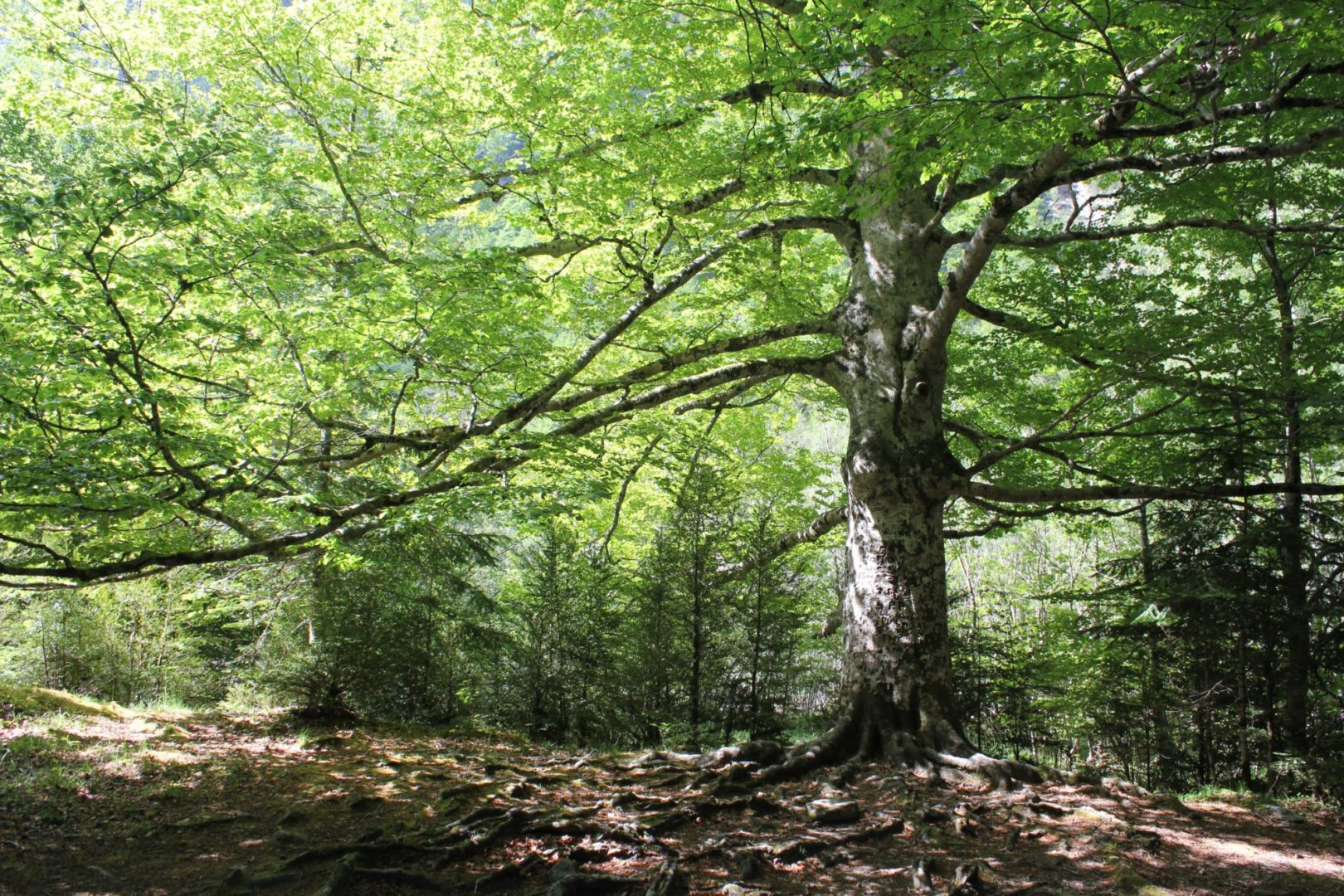 Plantar árboles contra el cambio climático - Fundación Aquae