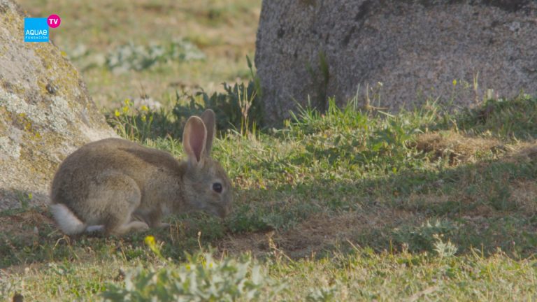 El conejo común es un mamífero que ayuda a la siembra