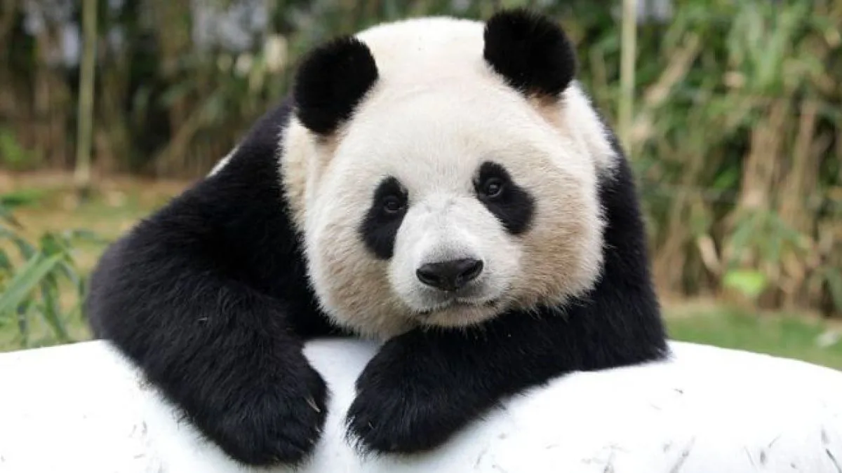 Panda gigante es una de las especies animales en peligro de extinción