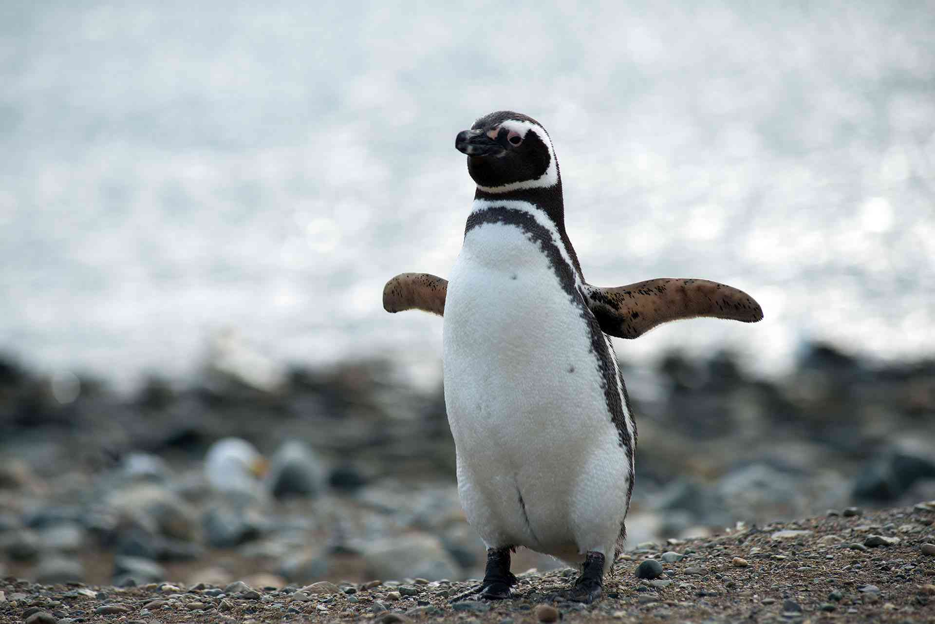Uno de los animales en peligro de extinción es el pingüino de Magallanes