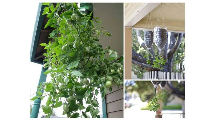 Macetas para cultivar tomates