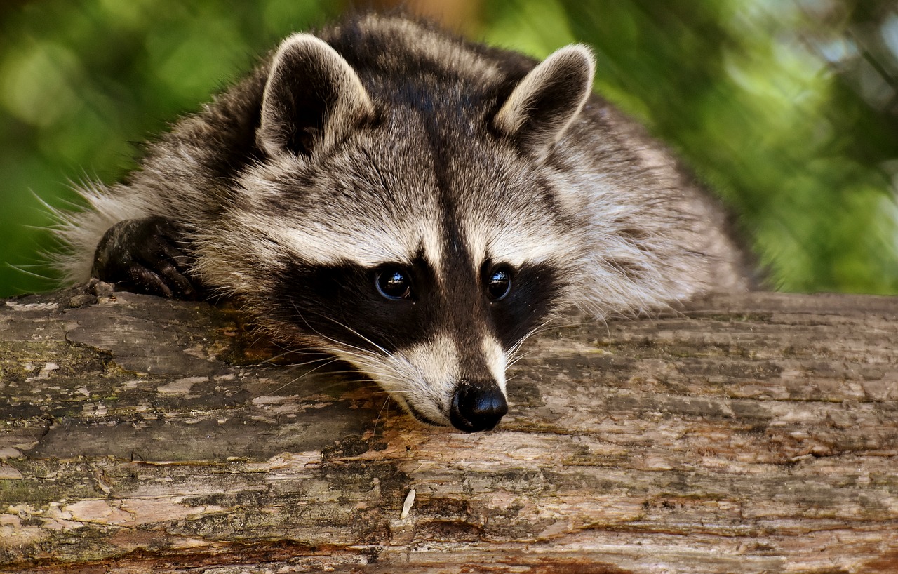 Cuidado animal: 10 consejos para su protección- Fundación Aquae