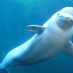 belugas afectadas por el deshielo