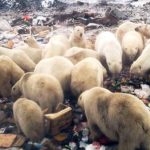 osos polares en extinción buscando comida