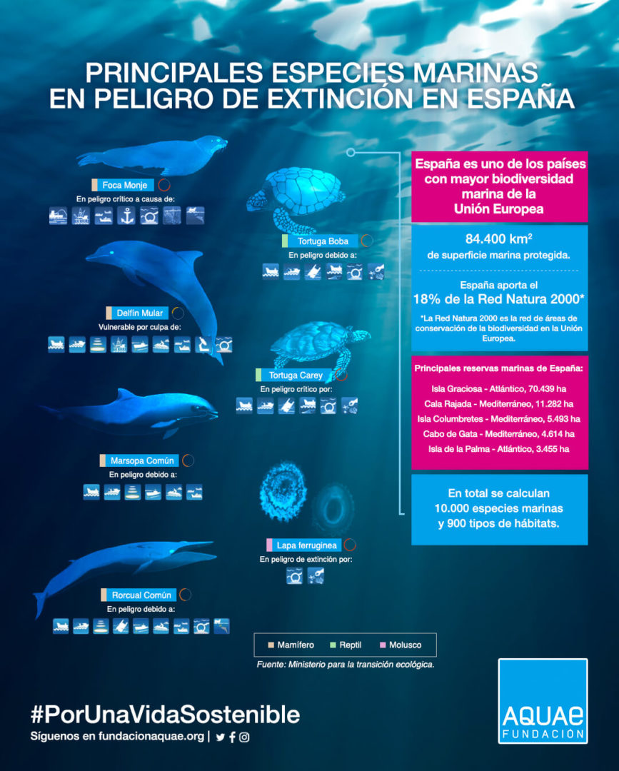 Especies marinas en peligro de extinción en España