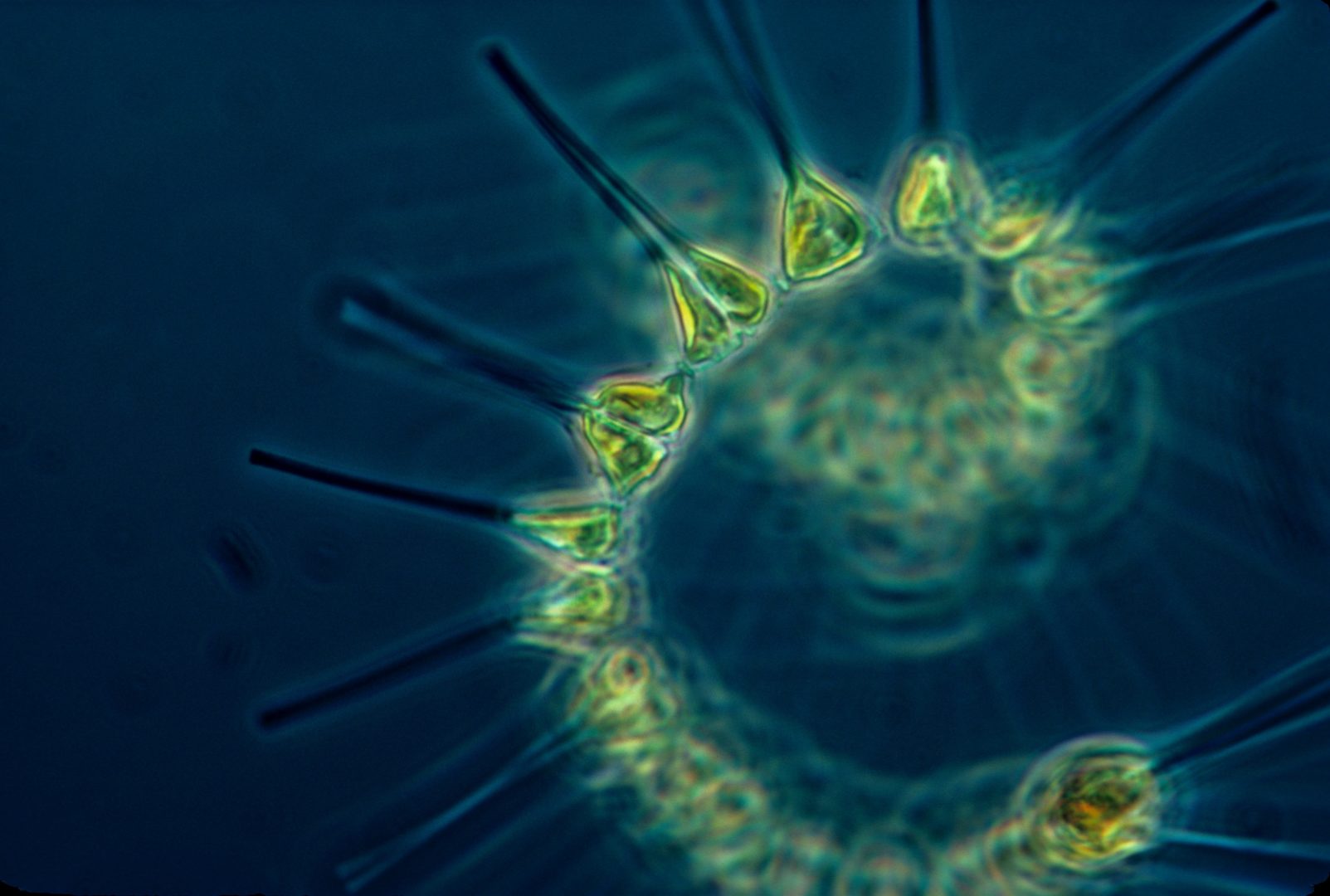 Mapean la situación del fitoplancton en océanos - Fundación Aquae