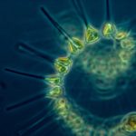 Investigadores de la Escuela Técnica Federal (ETH) de Zurich han trazado por primera vez la distribución de fitoplancton en los océanos.
