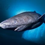 tiburón de Groenlandia, el animal más longevo de la historia