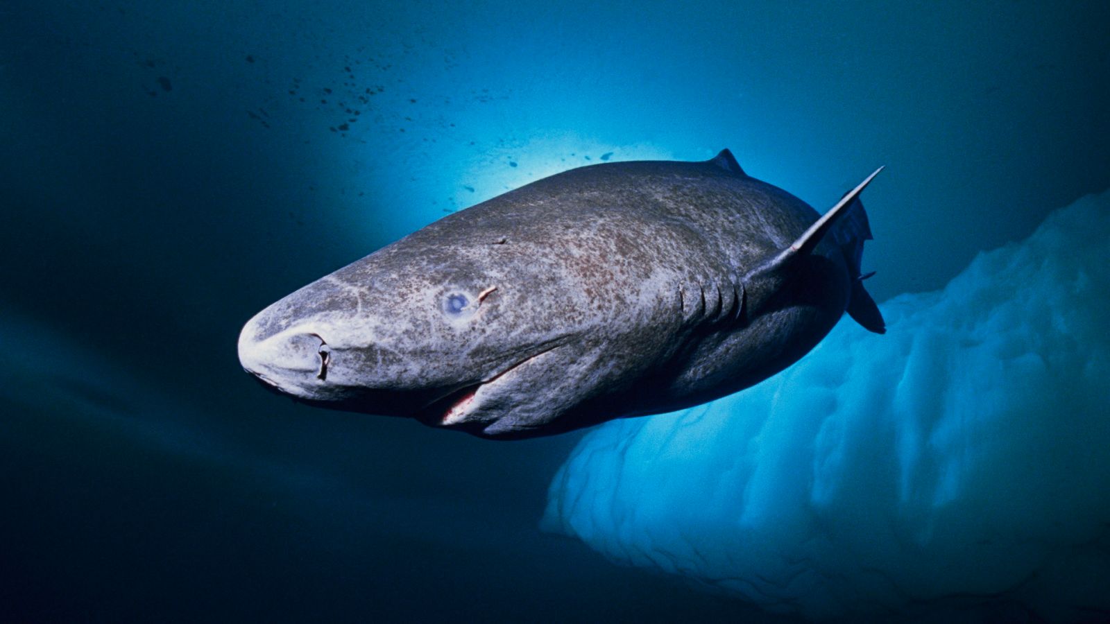 Tiburón de Groenlandia y su longevidad - Fundación Aquae