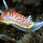 Los nudibranquios se conocen como babosas marinas