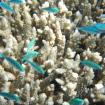 microplásticos en el coral