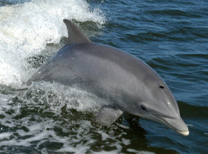 Delfín Mular, uno de los animales en peligro de extinción en España 