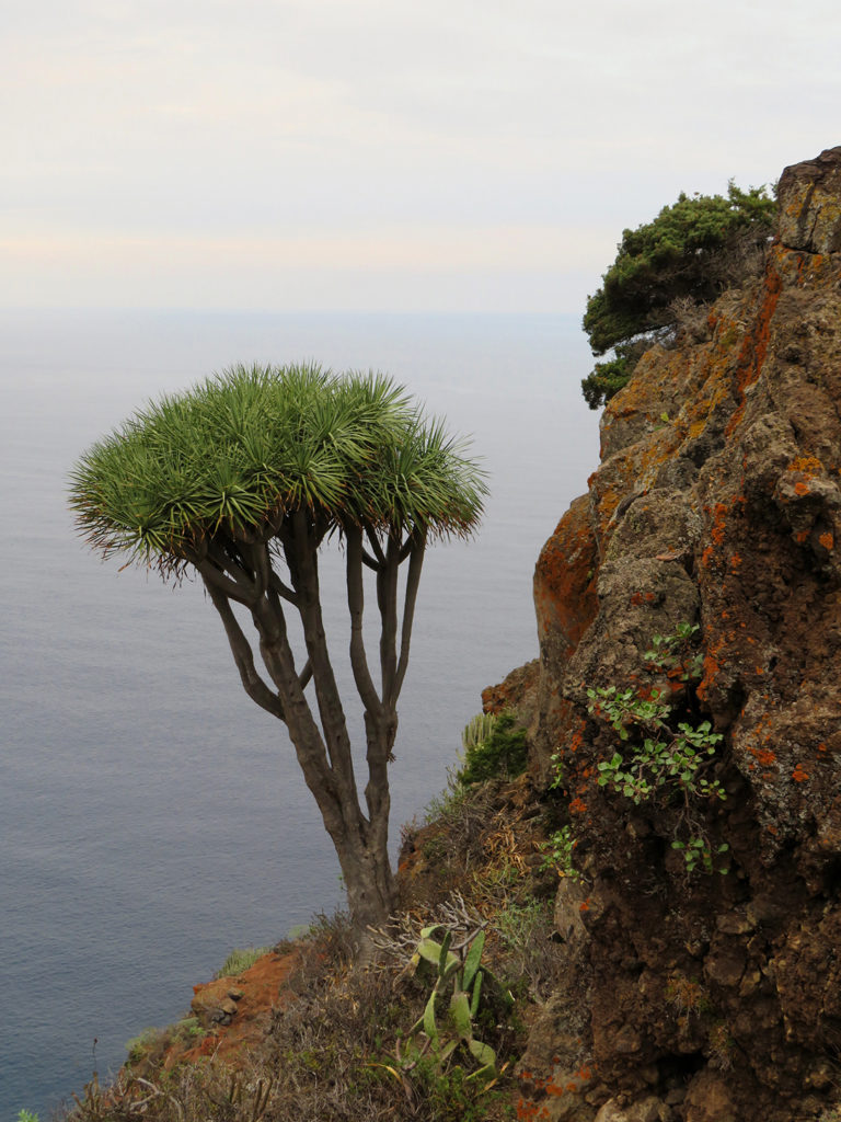 Especies de plantas extintas: drago Gran Canaria