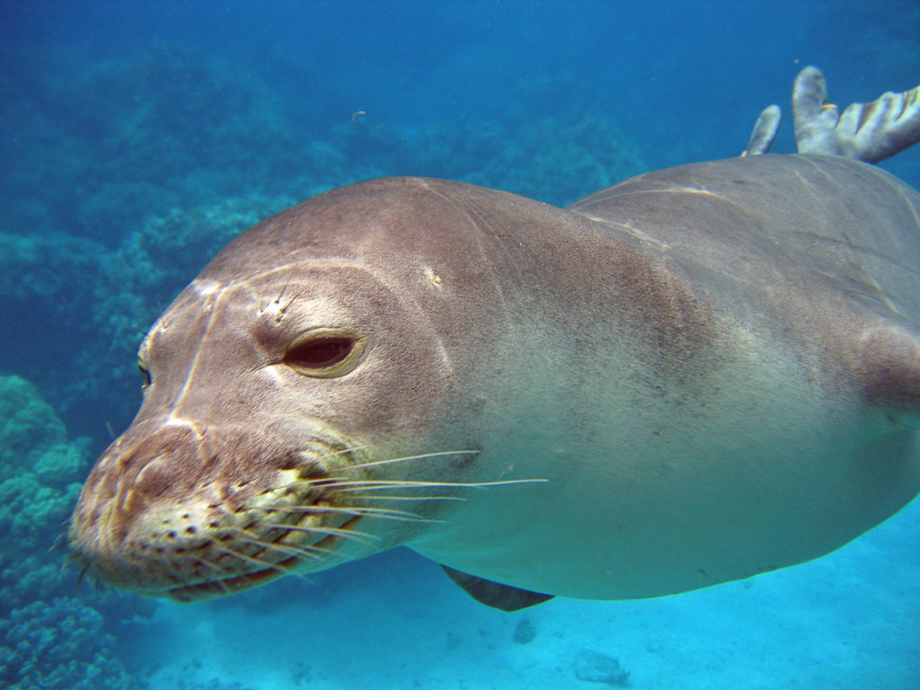 Foca Monje, uno de los animales en peligro de extinción en España 